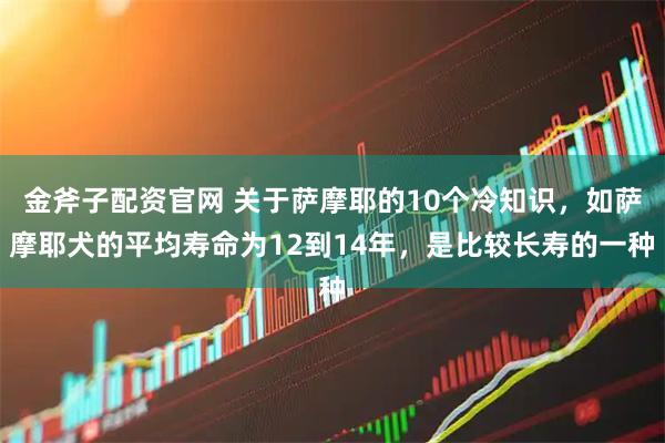 金斧子配资官网 关于萨摩耶的10个冷知识，如萨摩耶犬的平均寿命为12到14年，是比较长寿的一种